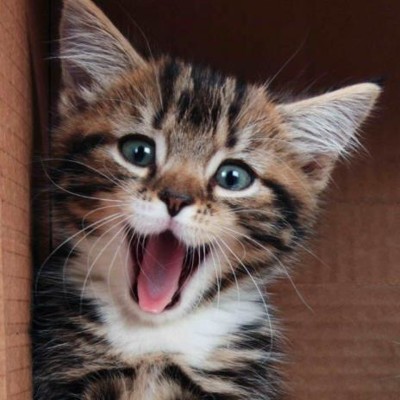 3D postcard (square) Smiling kitten