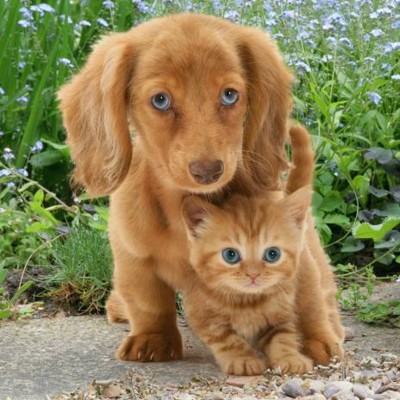 3D postcard (square) Ginger Cat &amp; Dog