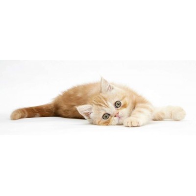 3D ruler Ginger kitten (Pusy)