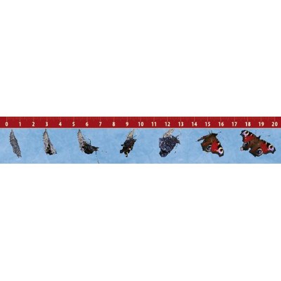 3D ruler Pupa to Butterfly