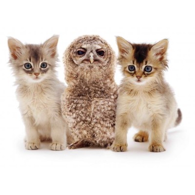 3D pohľadnica Baby owl and kittens (Mačiatka a s...