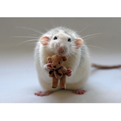 3D postcard Rat (Potkan)