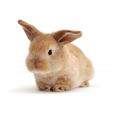 3D pohľadnica Lop rabbit (Zajačik)