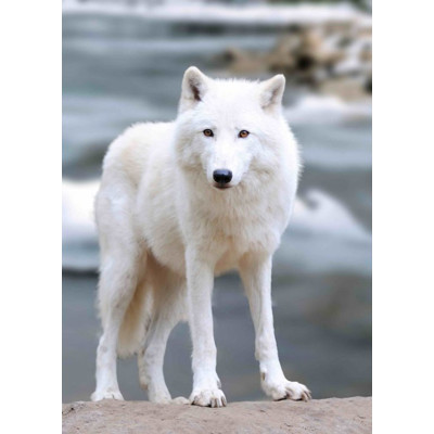 3D pohľadnica Arctic Wolf