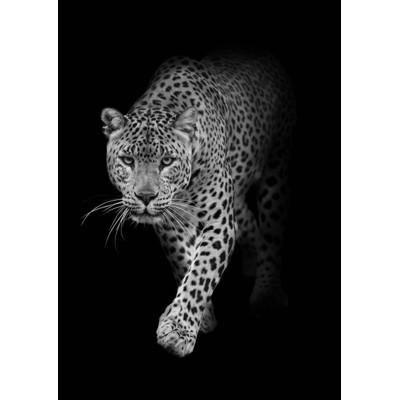 3D pohľadnica Leopard B&amp;W
