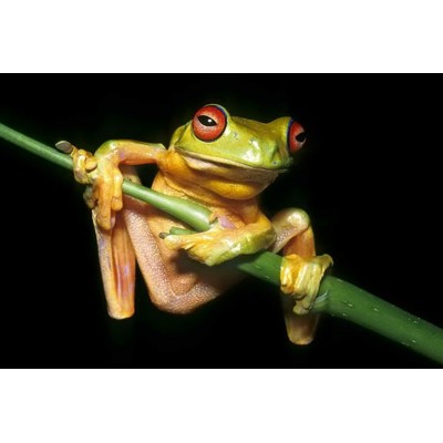3D pohlednice Red-eyed tree frog
