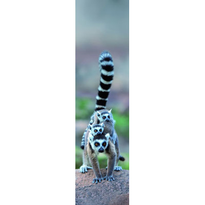 3D bookmark Lemur family