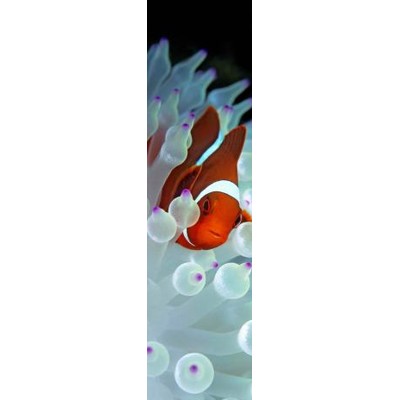 3D bookmark Clownfish (Nemo)