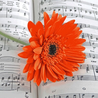 3D big square - Gerbera