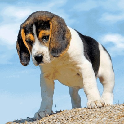 3D big square - Beagle