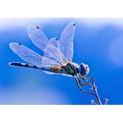 3D pohlednice Dragonfly (Vážka)