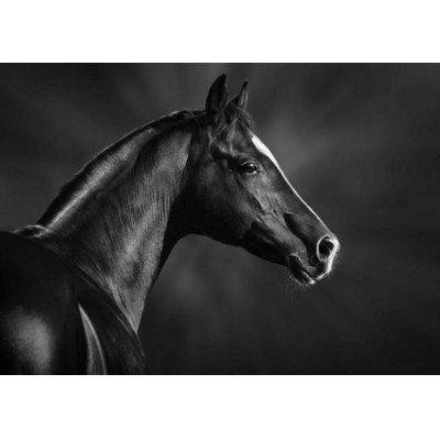 3D postcard Black and White (Horse)