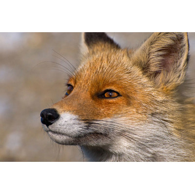 3D pohľadnica Red fox (Líška)