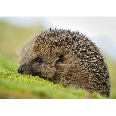 3D pohľadnica Hedgehog (Ježko)