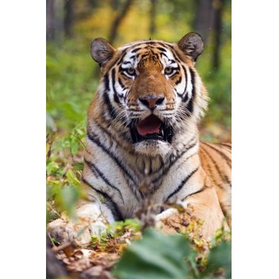 3D postcard Tiger