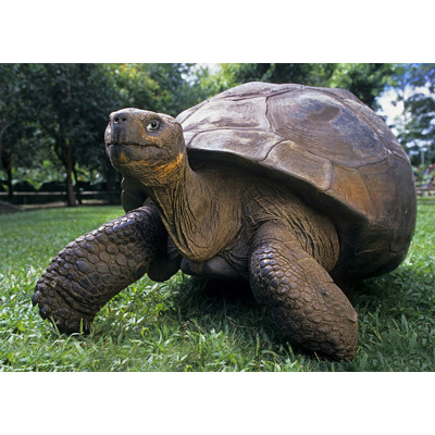 3D pohlednice Tortois (Želva)