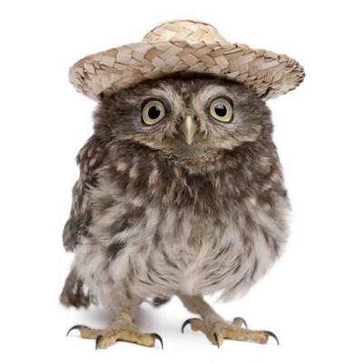 3D postcard Owl with hat