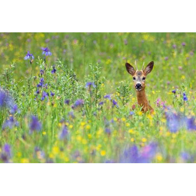 3D postcard Roe Deer