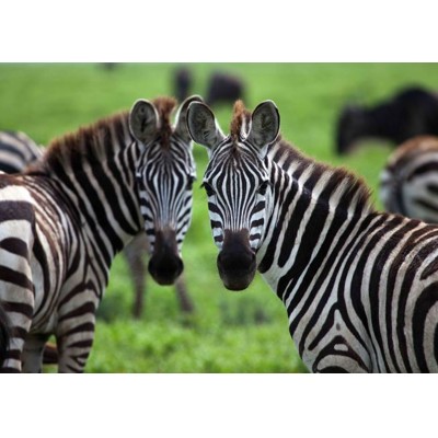 3D pohľadnica Zebras