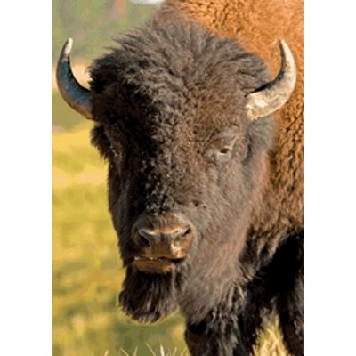 3D postcard American Bison