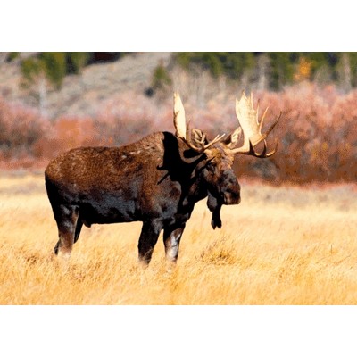 3D postcard Bull Moose