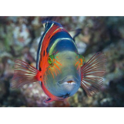 3D pohľadnica Blue-stripe flasher wrasse (Dúhovaná rybka)