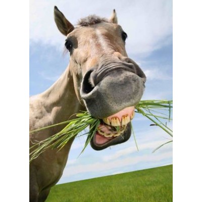 3D pohlednice Smiling Horse (Usmívající se kůň)