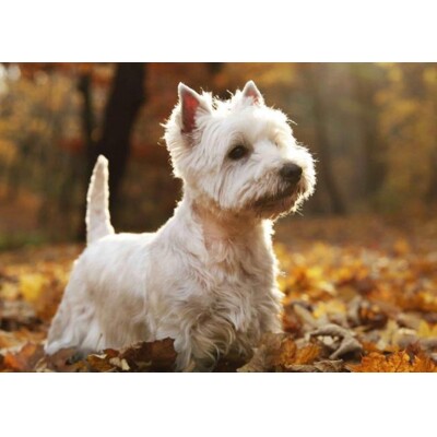 3D postcard White terrier