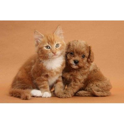 3D pohľadnica Cavapoo pup and kitten (Mačiatko a šteniatko)