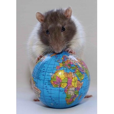 3D postcard Earth Rat