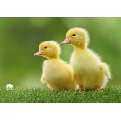 3D postcard Baby ducks