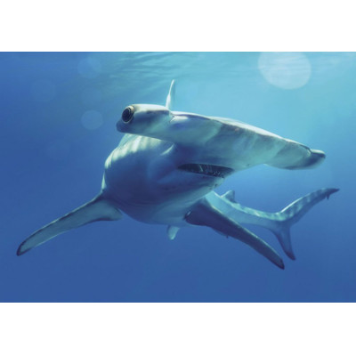 3D pohľadnica shark Great hammerhead (žralok Kladivohláv veľký)