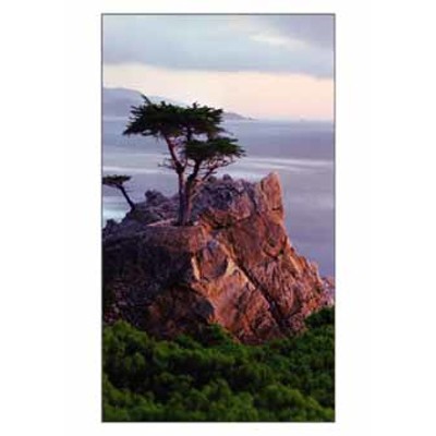 postcard Lonely Pine