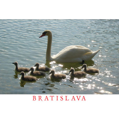 postcard Bratislava L (swan)