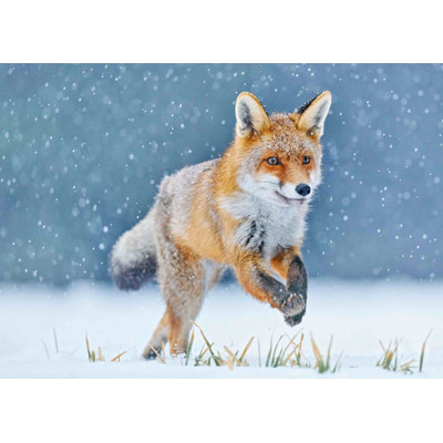 3D pohľadnica Running fox (Red fox, Líška hrdzavá)