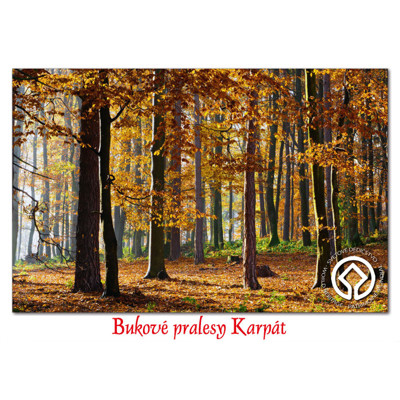 postcard The Carpathian beech forests LS17