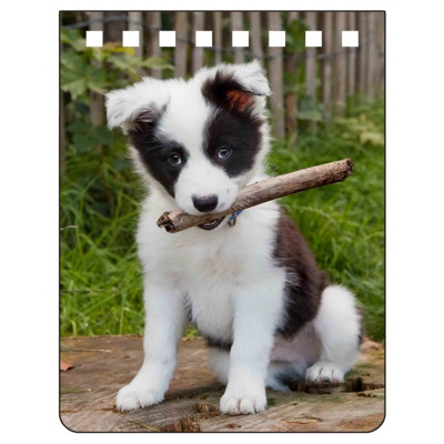 A7 notebook BORDER COLLIE (Puppy) (Puppy)