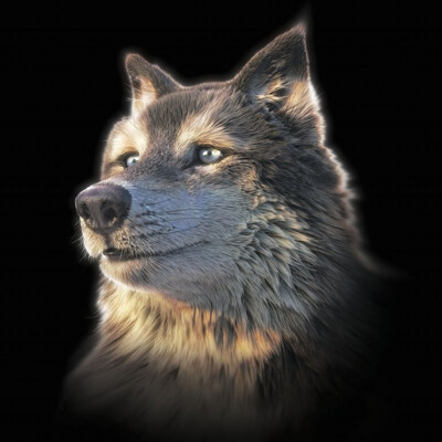 3D velký čtverec - WOLF selfie BIG