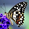 3D magnet Butterfly (Butterfly on flower)