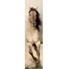 3D bookmark Stallion (horse)
