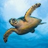 3D magnet Sea turtle