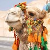 3D magnetka Camel (Velbloud)
