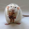 3D magnetka Rat (Krysa)