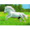 3D postcard Shetland Pony (Horses)