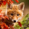 3D postcard (square) Red fox