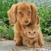 3D postcard (square) Ginger Cat & Dog