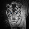 3D pohlednice (čtverec) Bíli tygr