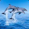 3D magnetka Dolphis max (Delfíni)