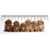3D ruler Six puppies
