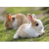 3D pohlednice Rabbit Island (Zajíčky)